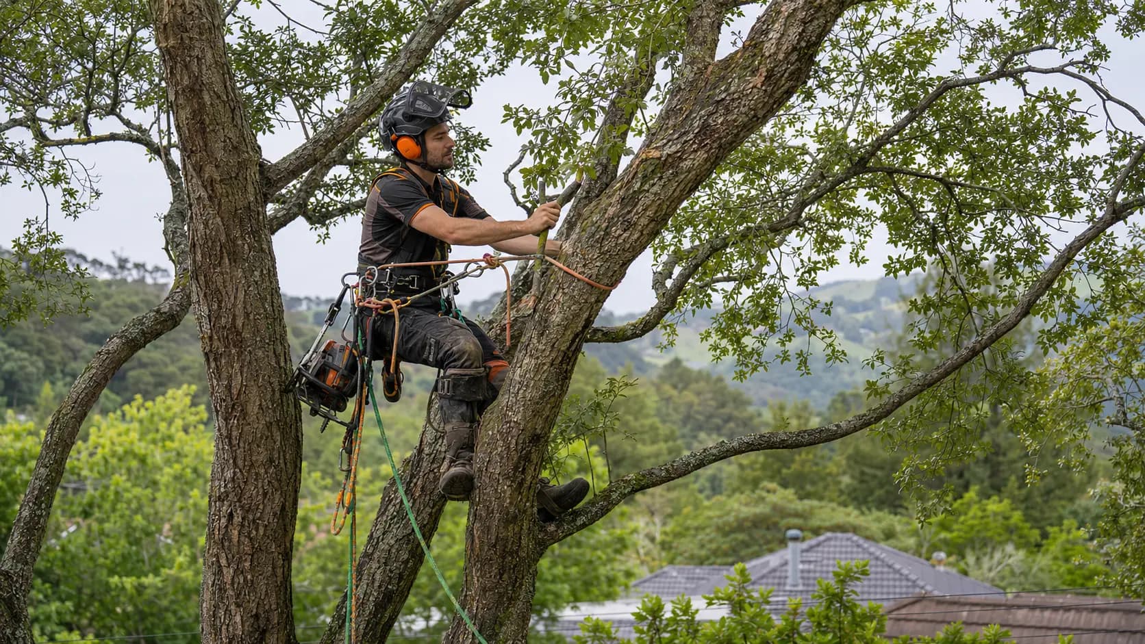 Arborists and tree care website concept